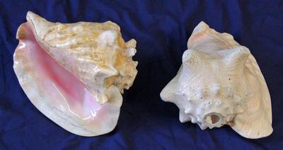 Conch Shells